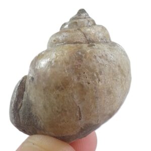 Amaurellina (Crommium) intermedia