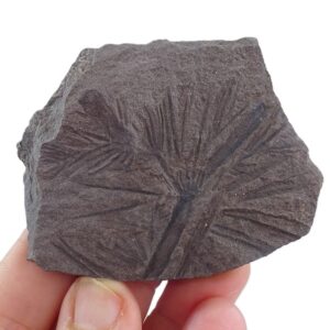 Asterophyllites equisetiformis