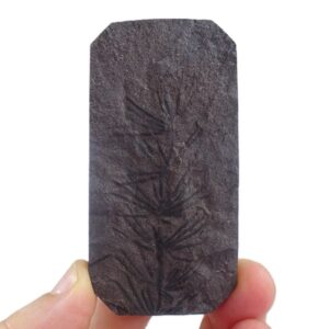 Asterophyllites equisetiformis