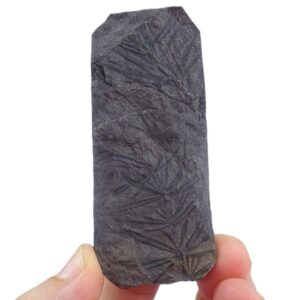 Asterophyllites equisetiformis