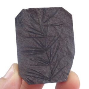 Asterophyllites equisetiformis