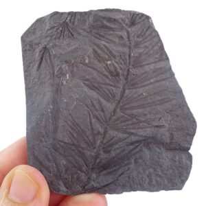 Asterophyllites equisetiformis