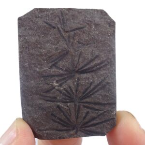 Asterophyllites equisetiformis