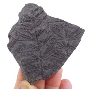 Asterophyllites equisetiformis