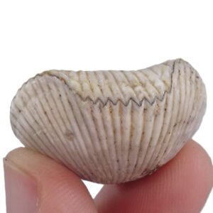 Cyclothyris difformis