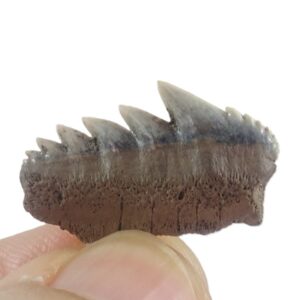 Hexanchus primigenius
