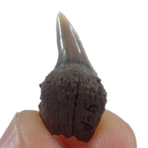 Hexanchus primigenius