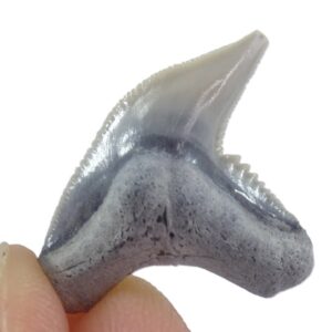 Galeocerdo contortus