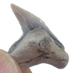 Galeocerdo contortus