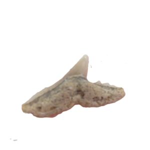 Physodon secundus = Physogaleus secundus