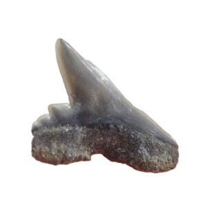 Physodon secundus = Physogaleus secundus
