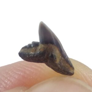 Physodon secundus = Physogaleus secundus