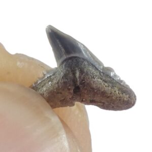 Physodon secundus = Physogaleus secundus