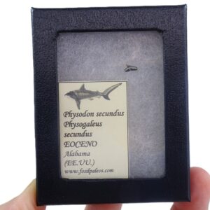Physodon secundus = Physogaleus secundus