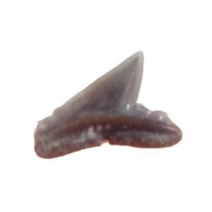 Physodon secundus = Physogaleus secundus