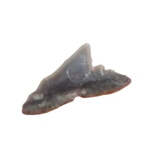 Physodon secundus = Physogaleus secundus