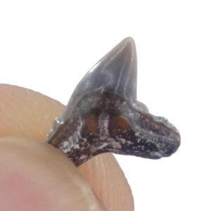 Physodon secundus = Physogaleus secundus