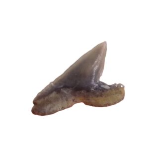 Physodon secundus = Physogaleus secundus