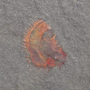 Chauvelicystis vizcainoi