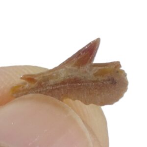 Echinorhinus pozii
