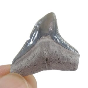 Carcharhinus obscurus