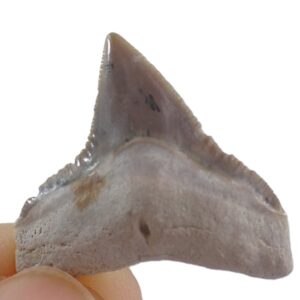 Carcharhinus obscurus