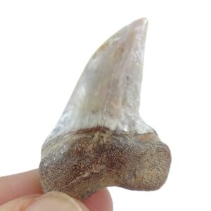 Isurus planus