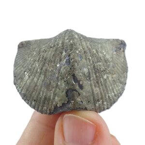 Paraspirifer bownockeri