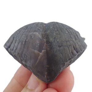 Paraspirifer bownockeri