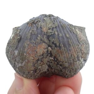 Paraspirifer bownockeri