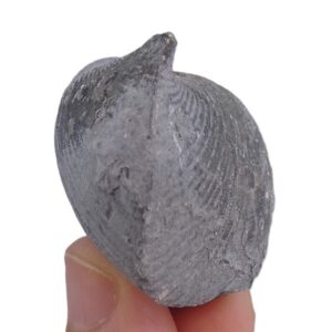 Paraspirifer bownockeri