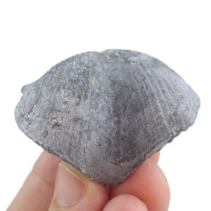 Paraspirifer bownockeri