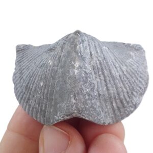 Paraspirifer bownockeri
