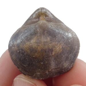 Liospiriferina rostrata