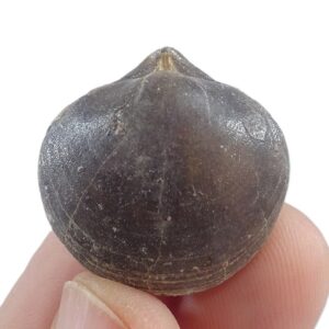 Liospiriferina rostrata