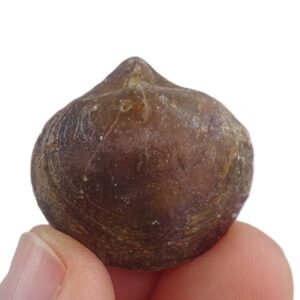 Liospiriferina rostrata