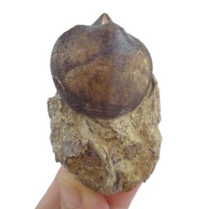 Liospiriferina rostrata