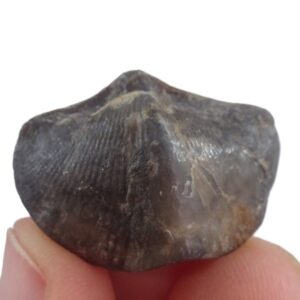 Liospiriferina undulata