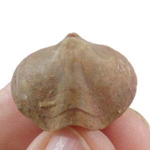 Liospiriferina undulata