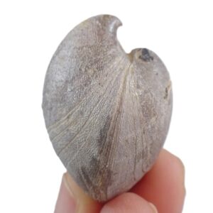 Liospiriferina rostrata