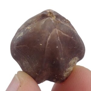 Zeilleria quadrifida quadrifida