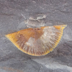 Aegiromena sp.  VENDIDO