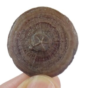 Cycloseris barcelonensis y Astrodiscus sp.  VENDIDO