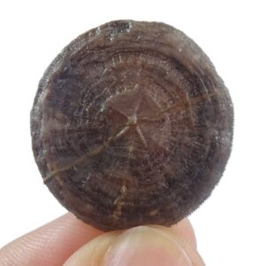 Cycloseris barcelonensis y Astrodiscus sp.