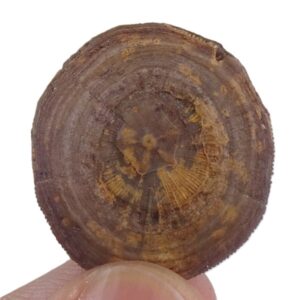 Cycloseris barcelonensis y Astrodiscus sp.