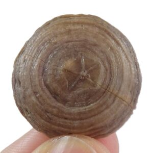 Cycloseris barcelonensis y Astrodiscus sp.  VENDIDO
