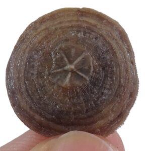 Cycloseris barcelonensis y Astrodiscus sp.