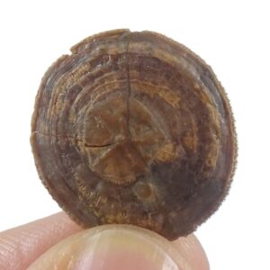 Cycloseris barcelonensis y Astrodiscus sp.