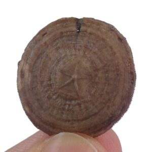 Cycloseris barcelonensis y Astrodiscus sp.