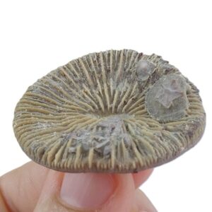 Nicaeotrochus cyclolitoides y Astrodiscus sp.